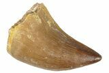 Fossil Mosasaur (Prognathodon?) Tooth - Morocco #286319-1
